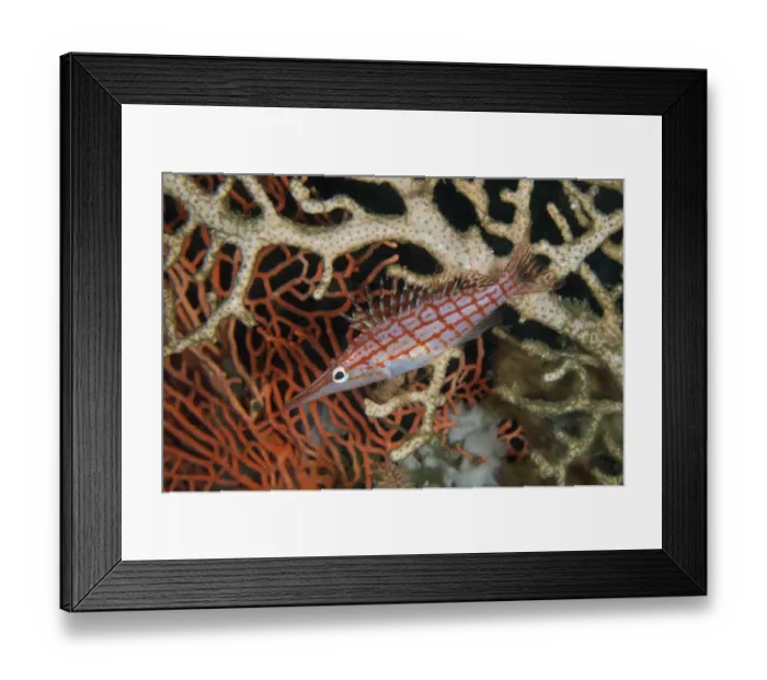 Framed Print : Longnose Hawkfish (Oxycirrhites typus) adult, swimming amongst coral, Lembeh Straits, Sulawesi, Sunda Islands