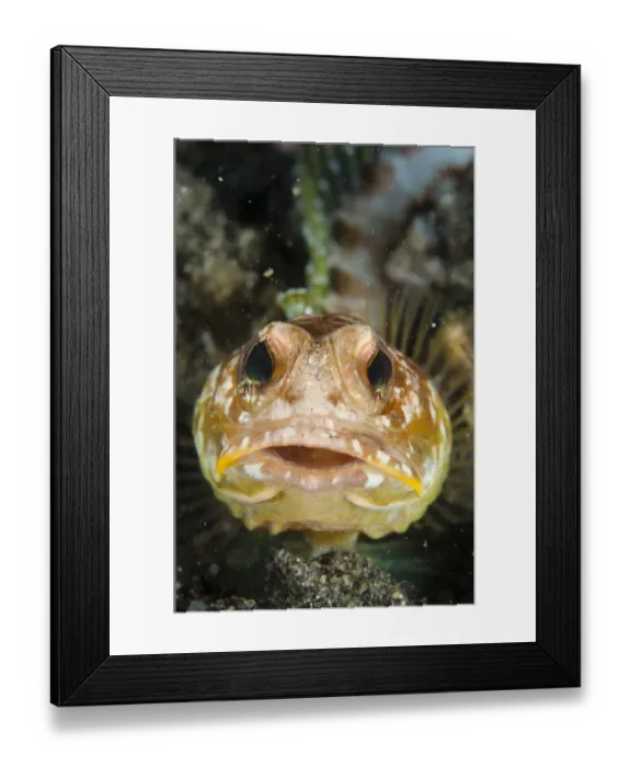 Framed Print : Solar Jawfish (Opistognathus solorensis) adult, close-up of head, resting on black sand, Lembeh Straits, Sulawesi Framed Print : Solar Jawfish (Opistognathus solorensis) adult, close-up of head, resting on black sand, Lembeh Straits, Sulawesi