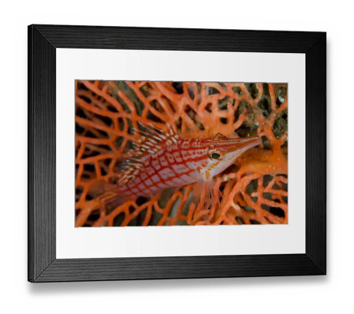 Framed Print : Longnose Hawkfish (Oxycirrhites typus) adult, resting on coral, Lembeh Straits, Sulawesi, Sunda Islands, Indonesia