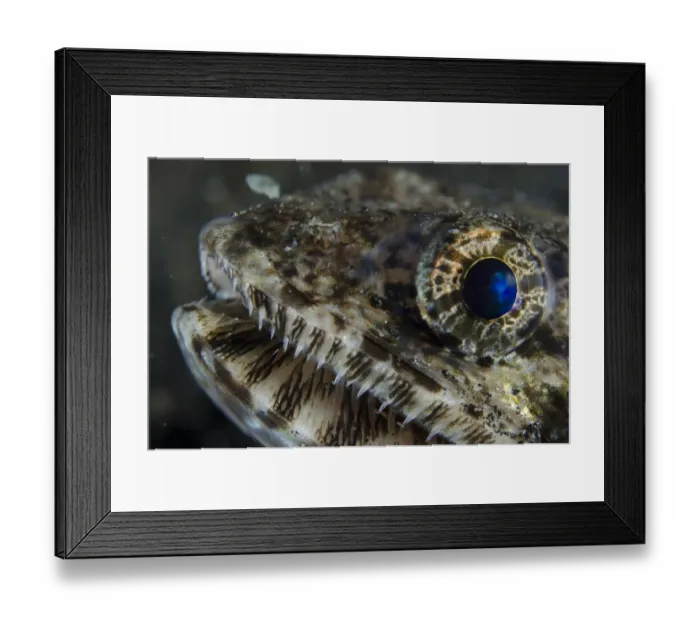 Framed Print : Slender Lizardfish (Saurida gracilis) adult, close-up of head, Lembeh Straits, Sulawesi, Sunda Islands, Indonesia Framed Print : Slender Lizardfish (Saurida gracilis) adult, close-up of head, Lembeh Straits, Sulawesi, Sunda Islands, Indonesia