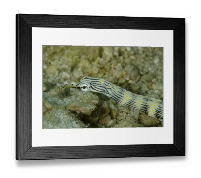 Framed Print : Network Pipefish (Corythoichthys flavofasciatus) adult, close-up of head, Lembeh Straits, Sulawesi, Sunda Islands Framed Print : Network Pipefish (Corythoichthys flavofasciatus) adult, close-up of head, Lembeh Straits, Sulawesi, Sunda Islands