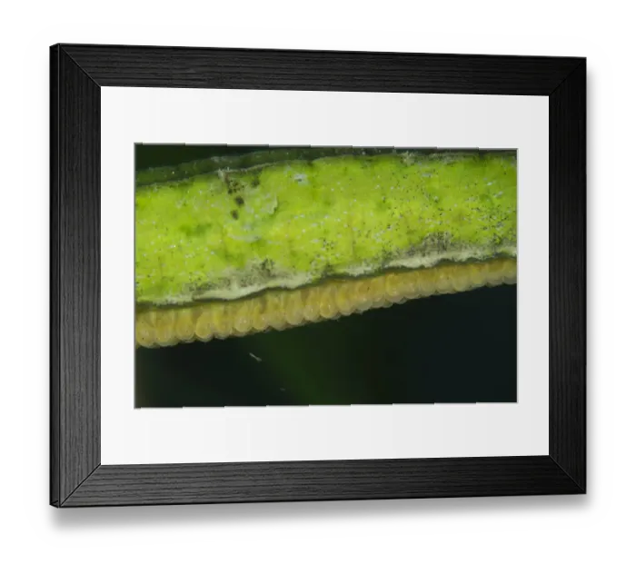Framed Print : Double-ended Pipefish (Syngnathoides biaculeatus) adult male, close-up of eggs in brood pouch on abdomen Framed Print : Double-ended Pipefish (Syngnathoides biaculeatus) adult male, close-up of eggs in brood pouch on abdomen