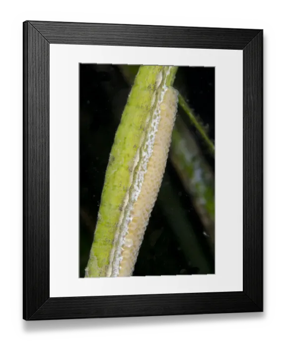 Framed Print : Double-ended Pipefish (Syngnathoides biaculeatus) adult male, close-up of eggs in brood pouch on abdomen Framed Print : Double-ended Pipefish (Syngnathoides biaculeatus) adult male, close-up of eggs in brood pouch on abdomen
