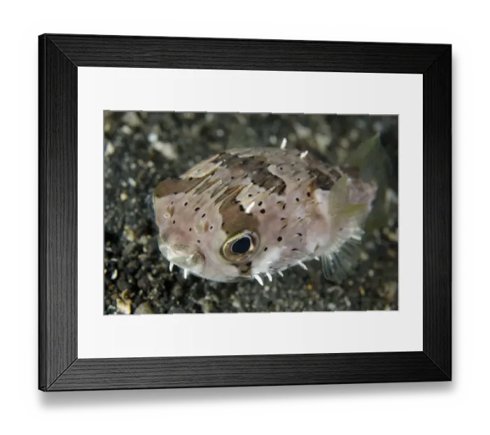 Framed Print : Long-spine Porcupinefish (Diodon holocanthus) adult, Lembeh Straits, Sulawesi, Sunda Islands, Indonesia, February Framed Print : Long-spine Porcupinefish (Diodon holocanthus) adult, Lembeh Straits, Sulawesi, Sunda Islands, Indonesia, February