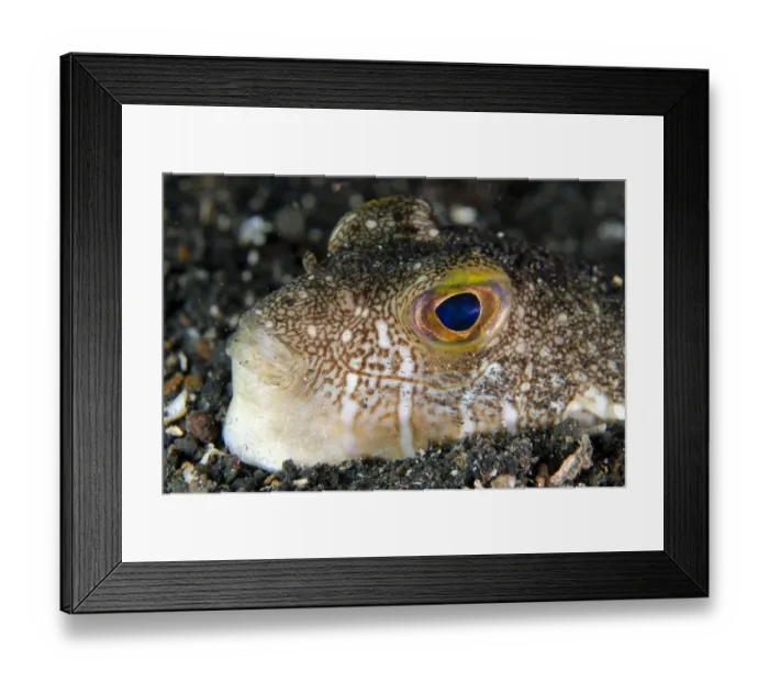 Framed Print : Shortfin Puffer (Torquigener brevipinnis) adult, close-up of head, buried in black sand, Lembeh Straits, Sulawesi Framed Print : Shortfin Puffer (Torquigener brevipinnis) adult, close-up of head, buried in black sand, Lembeh Straits, Sulawesi
