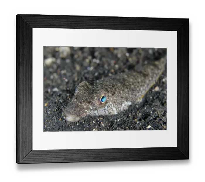 Framed Print : Shortfin Puffer (Torquigener brevipinnis) adult, buried in black sand, Lembeh Straits, Sulawesi, Sunda Islands Framed Print : Shortfin Puffer (Torquigener brevipinnis) adult, buried in black sand, Lembeh Straits, Sulawesi, Sunda Islands