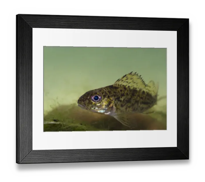 Framed Print : Eurasian Ruffe (Gymnocephalus cernua) adult, swimming, Nottingham, Nottinghamshire, England, March (captive) Framed Print : Eurasian Ruffe (Gymnocephalus cernua) adult, swimming, Nottingham, Nottinghamshire, England, March (captive)