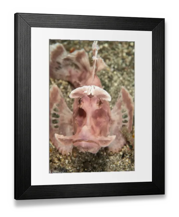 Framed Print : Paddle-flap Scorpionfish (Rhinopias eschmeyeri) adult, resting on sand, Lembeh Straits, Sulawesi, Sunda Islands