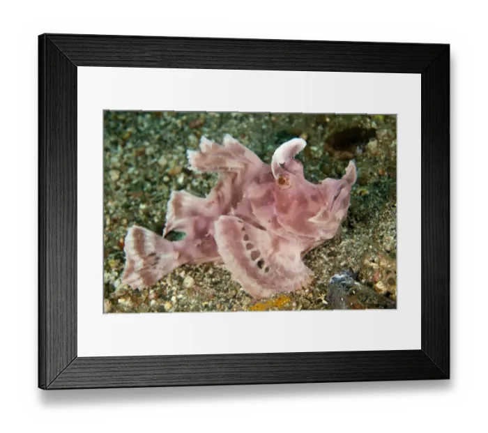 Framed Print : Paddle-flap Scorpionfish (Rhinopias eschmeyeri) adult, resting on sand, Lembeh Straits, Sulawesi, Sunda Islands Framed Print : Paddle-flap Scorpionfish (Rhinopias eschmeyeri) adult, resting on sand, Lembeh Straits, Sulawesi, Sunda Islands