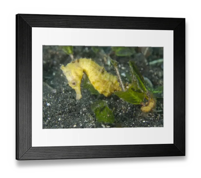 Framed Print : Common Seahorse (Hippocampus taeniopterus) adult, Lembeh Straits, Sulawesi, Sunda Islands, Indonesia, February Framed Print : Common Seahorse (Hippocampus taeniopterus) adult, Lembeh Straits, Sulawesi, Sunda Islands, Indonesia, February