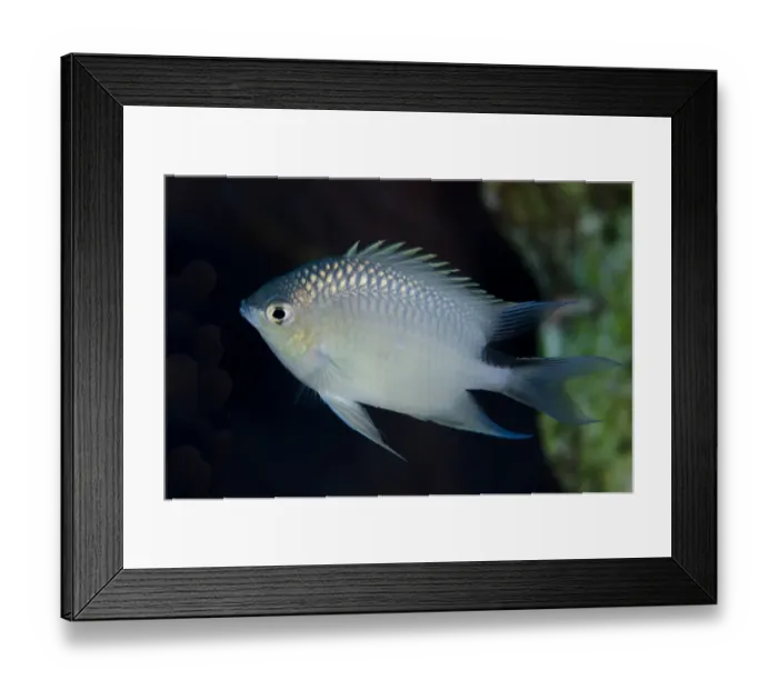 Framed Print : Spiny Chromis (Acanthochromis polyacanthus) adult, swimming, Lembeh Straits, Sulawesi, Sunda Islands, Indonesia Framed Print : Spiny Chromis (Acanthochromis polyacanthus) adult, swimming, Lembeh Straits, Sulawesi, Sunda Islands, Indonesia