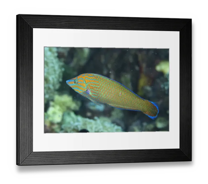 Framed Print : Chain-lined Wrasse (Halichoeres leucurus) adult, swimming, Lembeh Straits, Sulawesi, Sunda Islands, Indonesia, February Framed Print : Chain-lined Wrasse (Halichoeres leucurus) adult, swimming, Lembeh Straits, Sulawesi, Sunda Islands, Indonesia, February
