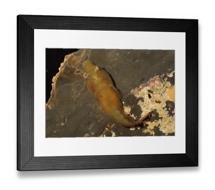 Framed Print : Connemara Clingfish (Lepadogaster candollei) adult, Kimmeridge, Isle of Purbeck, Dorset, England, March (captive) Framed Print : Connemara Clingfish (Lepadogaster candollei) adult, Kimmeridge, Isle of Purbeck, Dorset, England, March (captive)