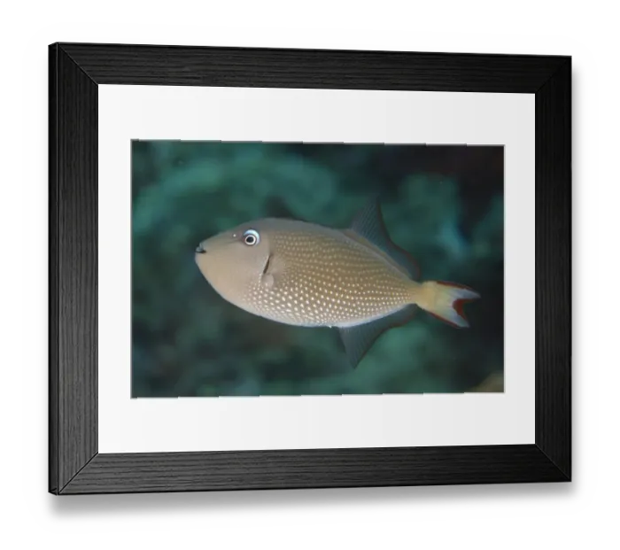 Framed Print : Gilded Triggerfish (Xanthichthys auromarginatus) adult female, swimming, Lembeh Straits, Sulawesi, Sunda Islands Framed Print : Gilded Triggerfish (Xanthichthys auromarginatus) adult female, swimming, Lembeh Straits, Sulawesi, Sunda Islands