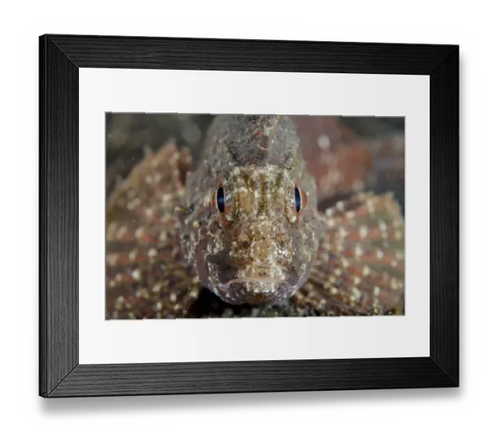 Framed Print : Whiteface Waspfish (Paracentropogon longispinus) adult, close-up of head, resting on black sand, Lembeh Straits Framed Print : Whiteface Waspfish (Paracentropogon longispinus) adult, close-up of head, resting on black sand, Lembeh Straits