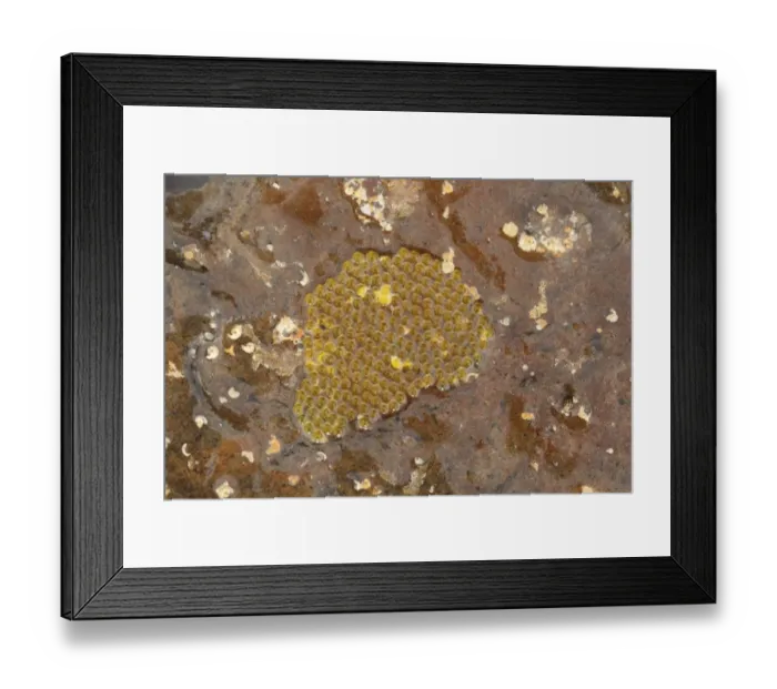 Framed Print : Clingfish (Gobiesocidae sp. ) egg mass under rock, Kimmeridge, Isle of Purbeck, Dorset, England, March Framed Print : Clingfish (Gobiesocidae sp. ) egg mass under rock, Kimmeridge, Isle of Purbeck, Dorset, England, March
