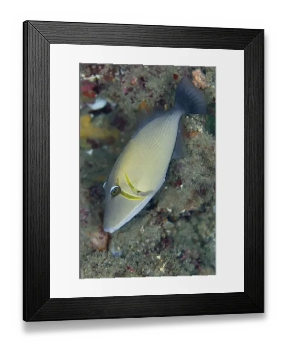 Framed Print : Scythe Triggerfish (Sufflamen bursa) adult, swimming, Lembeh Straits, Sulawesi, Sunda Islands, Indonesia, February Framed Print : Scythe Triggerfish (Sufflamen bursa) adult, swimming, Lembeh Straits, Sulawesi, Sunda Islands, Indonesia, February