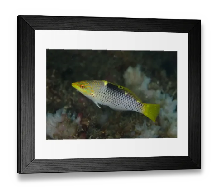 Framed Print : Checkerboard Wrasse (Halichoeres hortulanus) immature, swimming, Lembeh Straits, Sulawesi, Sunda Islands, Indonesia Framed Print : Checkerboard Wrasse (Halichoeres hortulanus) immature, swimming, Lembeh Straits, Sulawesi, Sunda Islands, Indonesia