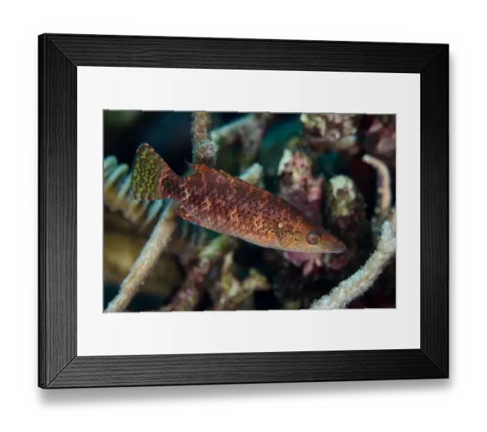 Framed Print : Celebes Wrasse (Oxycheilinus celebicus) adult, swimming, Lembeh Straits, Sulawesi, Sunda Islands, Indonesia, February Framed Print : Celebes Wrasse (Oxycheilinus celebicus) adult, swimming, Lembeh Straits, Sulawesi, Sunda Islands, Indonesia, February