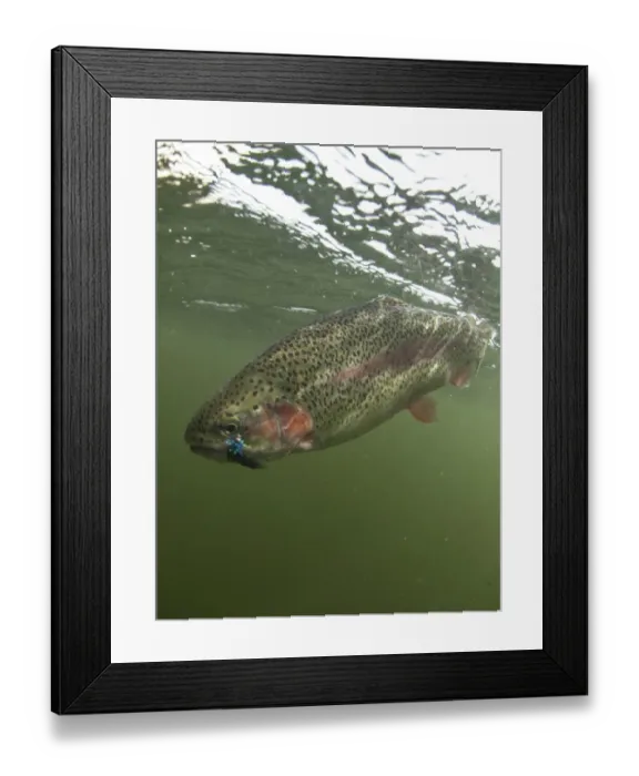 Framed Print : Rainbow Trout (Oncorhynchus mykiss) introduced species, adult, with artificial fishing fly in mouth