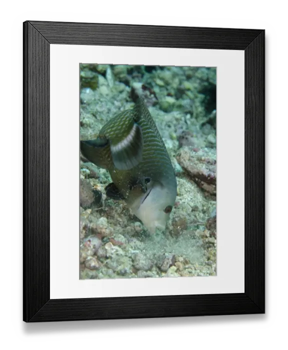Framed Print : Rockmover Wrasse (Novaculichthys taeniourus) adult, feeding, Lembeh Straits, Sulawesi, Sunda Islands, Indonesia Framed Print : Rockmover Wrasse (Novaculichthys taeniourus) adult, feeding, Lembeh Straits, Sulawesi, Sunda Islands, Indonesia