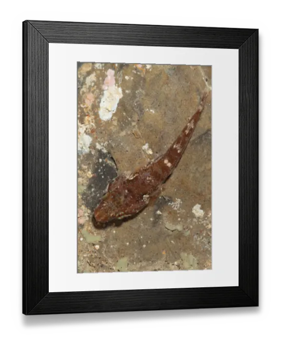 Framed Print : Small-headed Clingfish (Apletodon dentatus) adult, Kimmeridge, Isle of Purbeck, Dorset, England, March (captive)