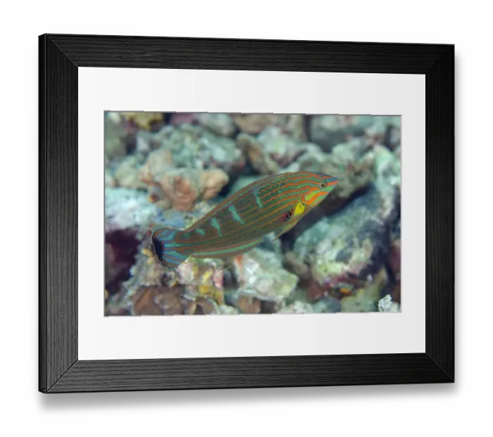Framed Print : Pin-striped Wrasse (Halichoeres melanurus) adult male, swimming, Lembeh Straits, Sulawesi, Sunda Islands, Indonesia Framed Print : Pin-striped Wrasse (Halichoeres melanurus) adult male, swimming, Lembeh Straits, Sulawesi, Sunda Islands, Indonesia