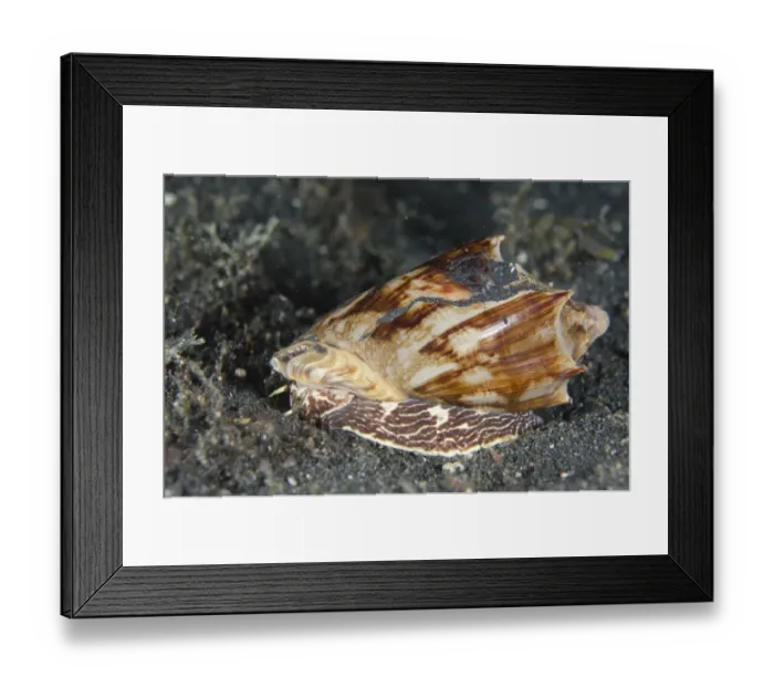 Framed Print : Bat Volute (Cymbiola vespertilio) adult, on black sand at night, Lembeh Straits, Sulawesi, Sunda Islands, Indonesia Framed Print : Bat Volute (Cymbiola vespertilio) adult, on black sand at night, Lembeh Straits, Sulawesi, Sunda Islands, Indonesia