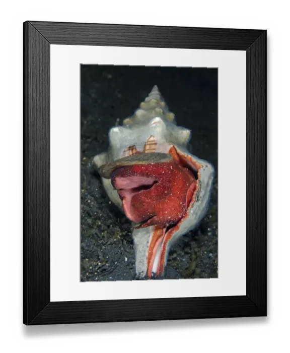 Framed Print : Trapezium Horse Conch (Pleuroploca trapezium) adult, on black sand at night, Lembeh Straits, Sulawesi, Sunda Islands Framed Print : Trapezium Horse Conch (Pleuroploca trapezium) adult, on black sand at night, Lembeh Straits, Sulawesi, Sunda Islands