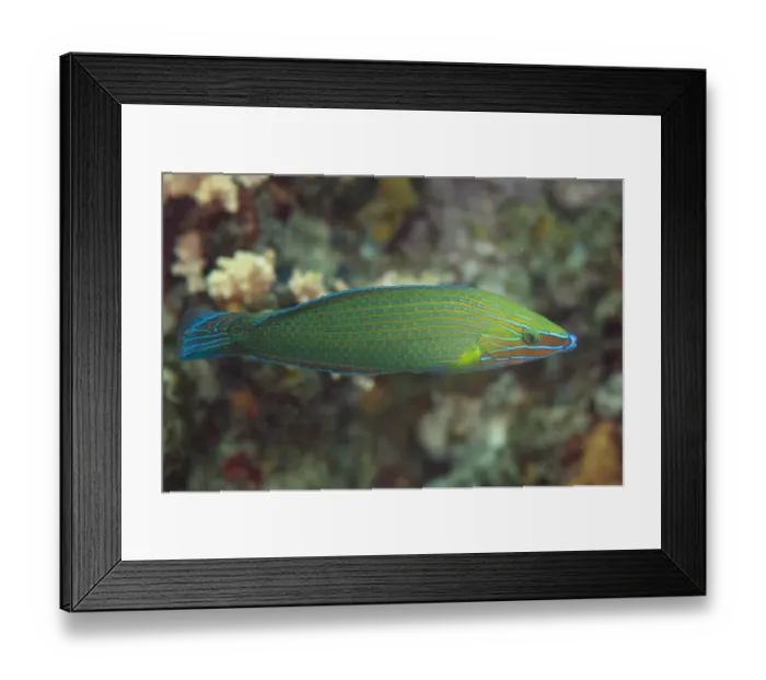 Framed Print : Richmonds Wrasse (Halichoeres richmondi) adult male, swimming, Lembeh Straits, Sulawesi, Sunda Islands, Indonesia Framed Print : Richmonds Wrasse (Halichoeres richmondi) adult male, swimming, Lembeh Straits, Sulawesi, Sunda Islands, Indonesia