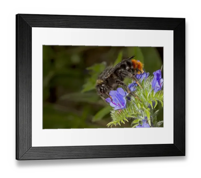 Framed Print : Red-tailed Cuckoo Bumblebee (Bombus rupestris) adult female, feeding on Vipers Bugloss (Echium vulgare) flowers Framed Print : Red-tailed Cuckoo Bumblebee (Bombus rupestris) adult female, feeding on Vipers Bugloss (Echium vulgare) flowers