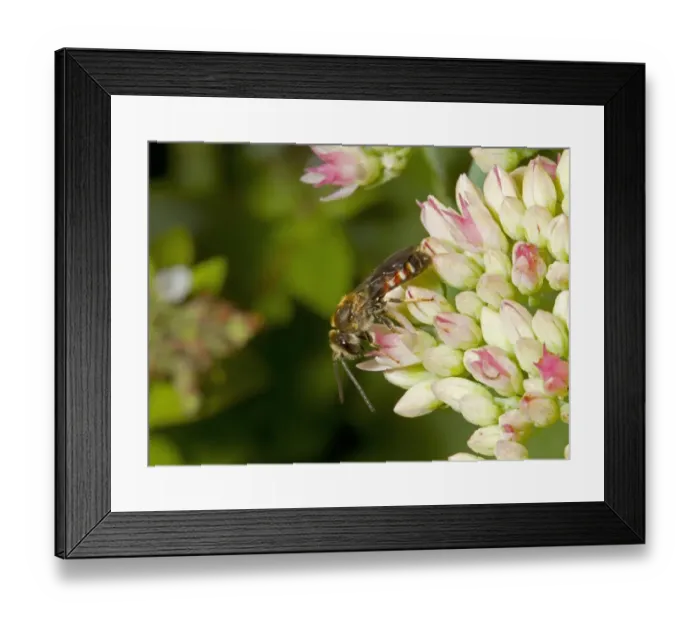 Framed Print : Slender Mining Bee (Lasioglossum calceatum) adult male, feeding on sedum flowers, Norfolk, England, September Framed Print : Slender Mining Bee (Lasioglossum calceatum) adult male, feeding on sedum flowers, Norfolk, England, September