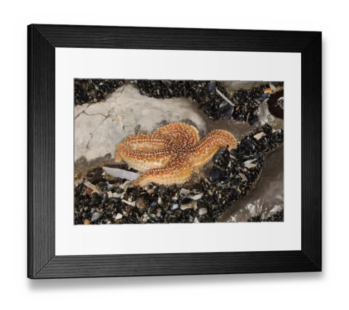 Framed Print : Common Starfish (Asterias rubens) adult, in shallow pool at low tide, Gower Peninsula, West Glamorgan, South Wales Framed Print : Common Starfish (Asterias rubens) adult, in shallow pool at low tide, Gower Peninsula, West Glamorgan, South Wales