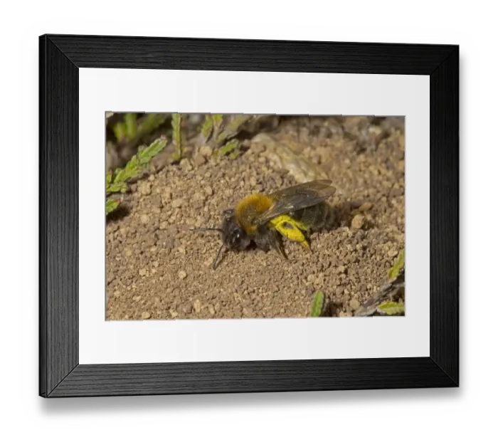 Framed Print : Clarkes Mining Bee (Andrena clarkella) adult female, searching for place to deposit sallow pollen on which to lay egg Framed Print : Clarkes Mining Bee (Andrena clarkella) adult female, searching for place to deposit sallow pollen on which to lay egg