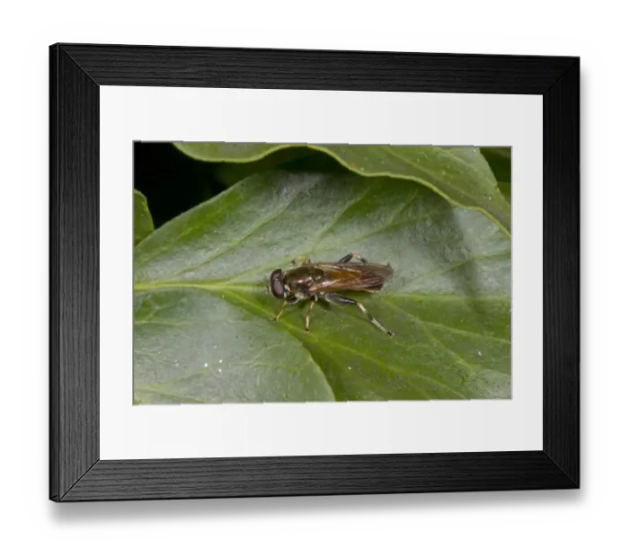 Framed Print : Hoverfly (Xylota segnis) adult, resting on ivy leaf, Norfolk, England, September Framed Print : Hoverfly (Xylota segnis) adult, resting on ivy leaf, Norfolk, England, September