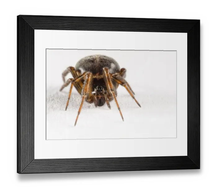 Framed Print : Common False Widow Spider (Steatoda bipunctata) adult female Framed Print : Common False Widow Spider (Steatoda bipunctata) adult female