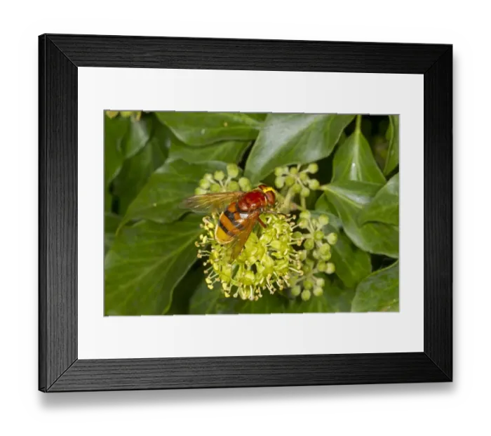 Framed Print : Hornet Mimic Hoverfly (Volucella zonaria) adult, feeding on ivy flowers, Norfolk, England, September