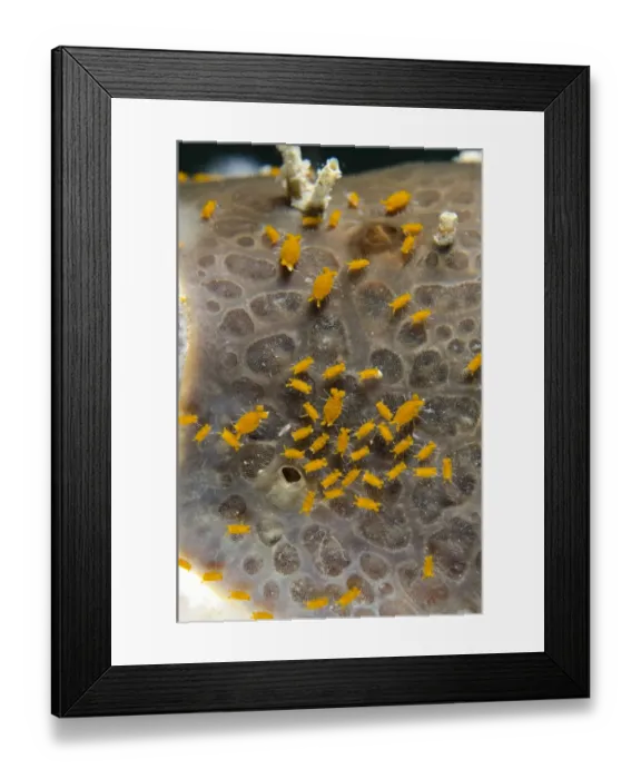 Framed Print : Sponge Isopod (Santia sp. ) group, Lembeh Straits, Sulawesi, Sunda Islands, Indonesia, January Framed Print : Sponge Isopod (Santia sp. ) group, Lembeh Straits, Sulawesi, Sunda Islands, Indonesia, January