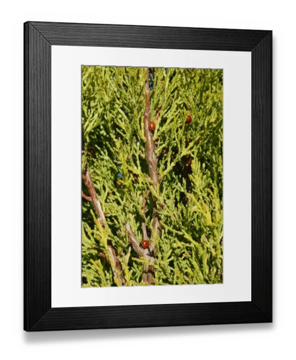 Framed Print : Seven-spot Ladybird (Coccinella septempunctata) three adults, emerging from hibernation during sunshine after Framed Print : Seven-spot Ladybird (Coccinella septempunctata) three adults, emerging from hibernation during sunshine after