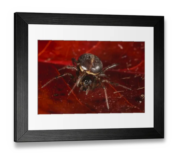 Framed Print : Common False Widow Spider (Steatoda bipunctata) adult female, resting on red leaf, Thirsk, North Yorkshire, England Framed Print : Common False Widow Spider (Steatoda bipunctata) adult female, resting on red leaf, Thirsk, North Yorkshire, England