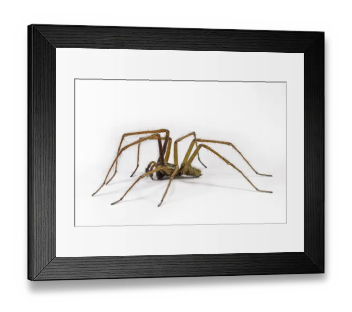 Framed Print : Giant House Spider (Tegenaria gigantea) adult male Framed Print : Giant House Spider (Tegenaria gigantea) adult male