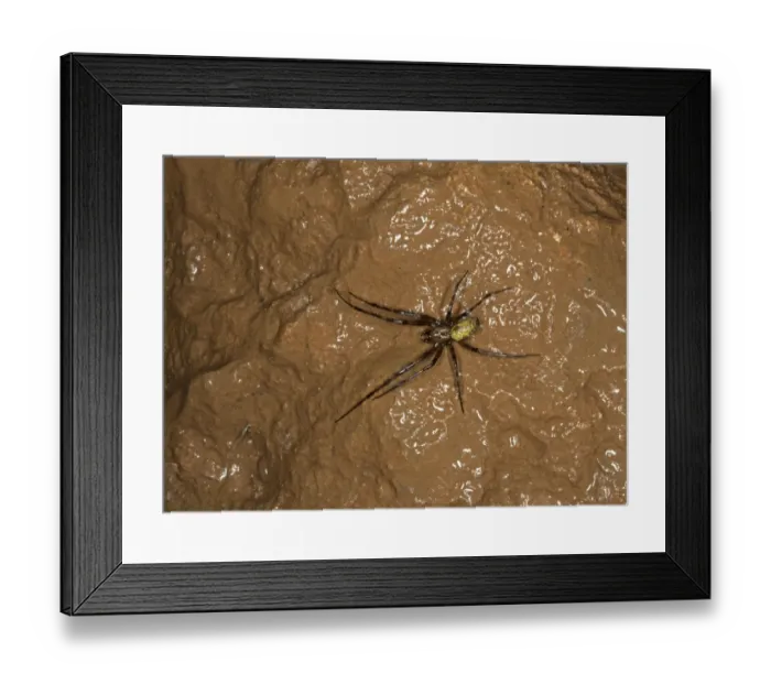 Framed Print : European Cave Spider (Meta menardi) adult, with silk thread in ochre stained limestone cave, Somerset, England, March Framed Print : European Cave Spider (Meta menardi) adult, with silk thread in ochre stained limestone cave, Somerset, England, March