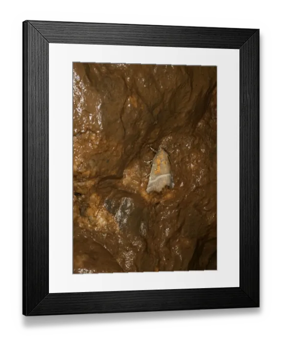Framed Print : Herald Moth (Scoliopteryx libatrix) adult, hibernating in ochre stained limestone cave, Somerset, England, March Framed Print : Herald Moth (Scoliopteryx libatrix) adult, hibernating in ochre stained limestone cave, Somerset, England, March