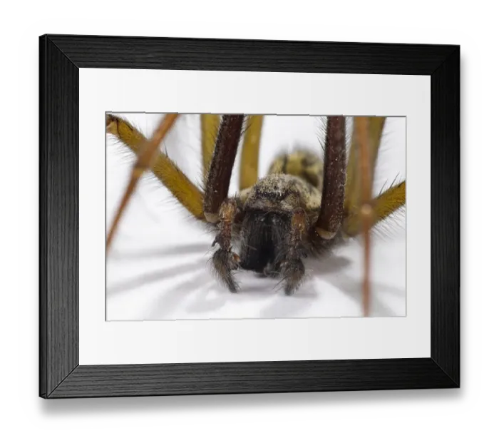 Framed Print : Giant House Spider (Tegenaria gigantea) adult male, close-up of head and palps Framed Print : Giant House Spider (Tegenaria gigantea) adult male, close-up of head and palps