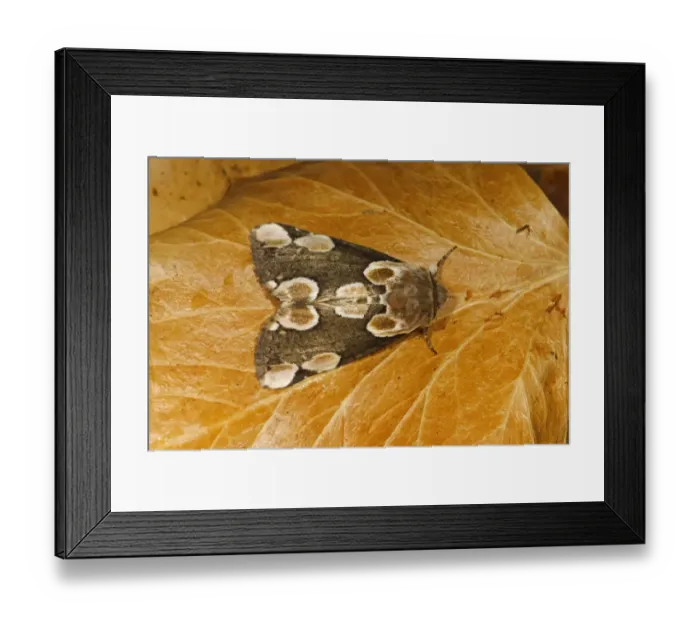 Framed Print : Peach Blossom Moth (Thyatira batis) adult, resting on fallen beech leaf, Norfolk, England, July