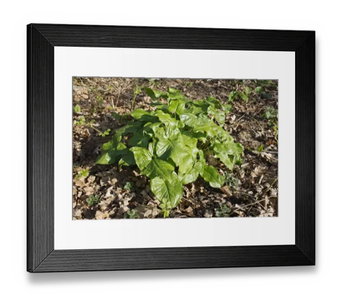 Framed Print : Lords and Ladies (Arum maculatum) leaves, growing in woodland, Vicarage Plantation, Mendlesham, Suffolk, England, April