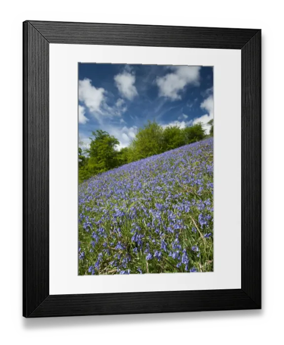Framed Print : Bluebell (Endymion non-scriptus) flowering mass, covering banking habitat, Cumbria, England, June Framed Print : Bluebell (Endymion non-scriptus) flowering mass, covering banking habitat, Cumbria, England, June