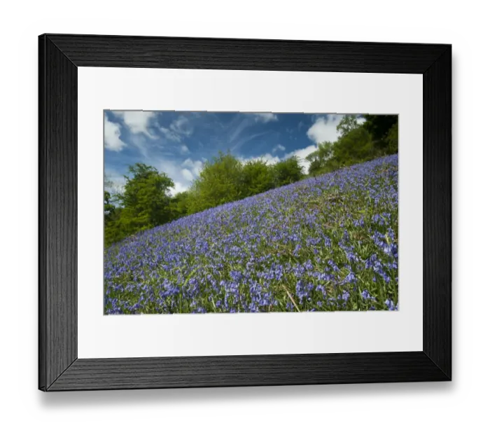 Framed Print : Bluebell (Endymion non-scriptus) flowering mass, covering banking habitat, Cumbria, England, June Framed Print : Bluebell (Endymion non-scriptus) flowering mass, covering banking habitat, Cumbria, England, June