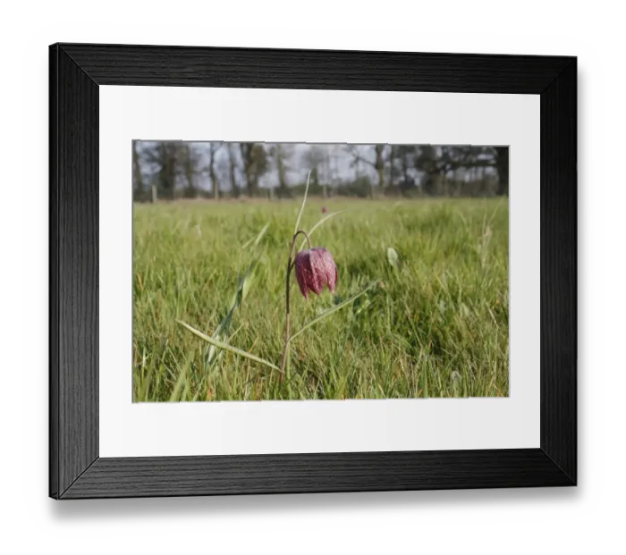 Framed Print : Snakes Head Fritillary (Fritillaria meleagris) flowering, growing in meadowland, Vicarage Plantation, Mendlesham Framed Print : Snakes Head Fritillary (Fritillaria meleagris) flowering, growing in meadowland, Vicarage Plantation, Mendlesham
