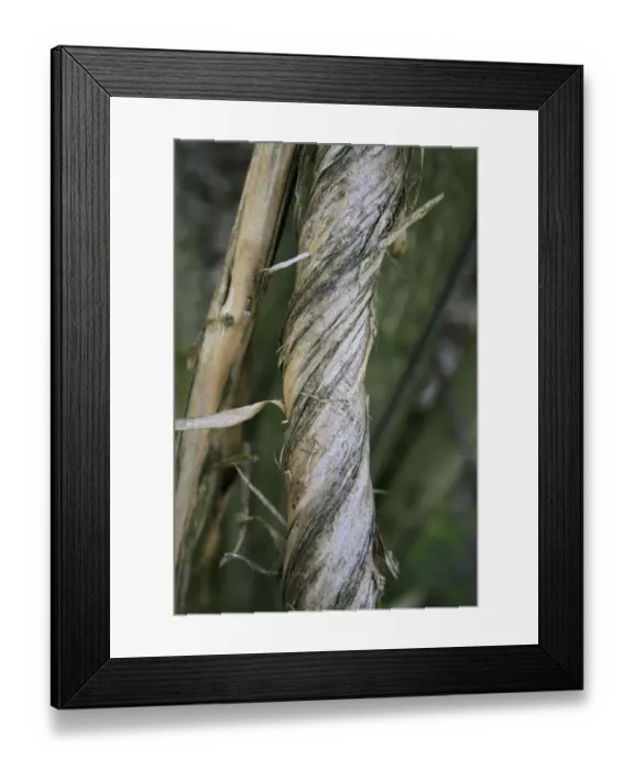 Framed Print : Wild Honeysuckle (Lonicera periclymenum) close-up of twining stem, growing in woodland, Vicarage Plantation Framed Print : Wild Honeysuckle (Lonicera periclymenum) close-up of twining stem, growing in woodland, Vicarage Plantation